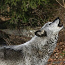 Aux États-Unis, un loup solitaire revitalise tout un écosystème