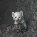 Naissance d'un rare puma albinos dans un zoo du Nicaragua