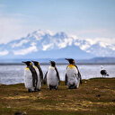 Les poussins de manchots empereurs, premières victimes de la fonte de la banquise en Antarctique