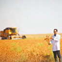 Susuz tarımla üretilen ‘aspir’de hasat zamanı