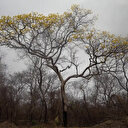 Incendies de forêt et de terres agricoles en Bolivie