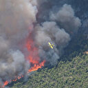 Les poumons verts de la Grèce brûlent et avec eux leur biodiversité