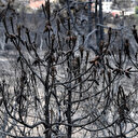 Tunisie: 26 familles évacuées à cause des feux de forêt dans le nord-ouest du pays