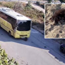 Tuzla'da İETT otobüsü yolda yatan köpeği ezdi: Vicdansız şoför kaçtı