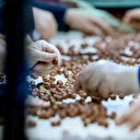 Sakarya'da yetiştirilen organik fındık 3 kıtaya ihraç ediliyor