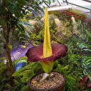 "Comme une benne à ordures": une fleur cadavre empeste un jardin californien