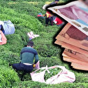 ÇAYKUR beklenen haberi duyurdu: Yaş çay destekleme bedelleri hesaplara yattı