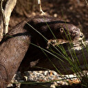 USA: trois vacancières blessées par une loutre