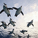 Afrique du Sud: restrictions de pêche pour protéger le manchot africain