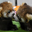 Nouvelle naissance de deux pandas roux dans un parc animalier français