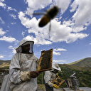 La saveur qui adoucit les tables, le miel des montagnes 'Karakovan'