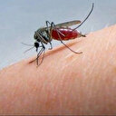 Asya kaplan sivrisineği alarmı: Ege ve Akdeniz'de hızla yayılıyor