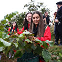 Giresun'da 'fındık hasadı' kemençe ve horon eşliğinde başladı