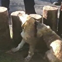 Ayakları kütüklerin arasına sıkışan yavru köpekler kurtarıldı