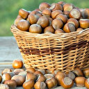 Fındık fiyatları Cumhurbaşkanı Erdoğan tarafından açıklandı! İşte Giresun ve levant fındık alım fiyatı