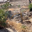 İşgalci İsrail zeytin ağaçlarını söktü