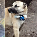 Ermeni güçleri bomba bağladıkları köpeği Azerbaycan askerlerinin mevzisine gönderdi