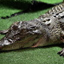 En Chine, chasse au crocodile après des inondations