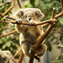 Australie: un État interdit l'exploitation forestière pour offrir un refuge aux koalas