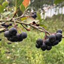 Fındığa alternatif olarak dikti: Kilosu 400 TL’den alıcı buluyor