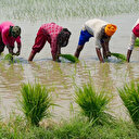 L'envol des prix du riz préfigure les risques alimentaires liés au climat