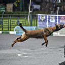 Royaume-Uni: un décès relance l'inquiétude face à l'augmentation des attaques de chiens
