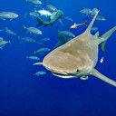 Nouvelle-Calédonie: la pêche au requin dans les réserves naturelles suspendue par la justice