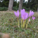Karadeniz'in yüksek kesimleri kışın habercisi "vargit" çiçekleriyle süslendi
