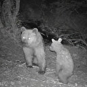 Eskişehir'de bozayı ve yavrusunun eğlenceli oyunu kameraya yansıdı