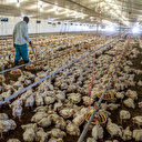 Afrique du Sud: l'industrie du poulet menacée par "la pire" épizootie de grippe aviaire