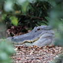 Un alligator de Floride tué après la découverte du corps d'une femme dans ses mâchoires