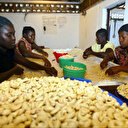 Noix de cajou: la Côte d’Ivoire vise un taux de transformation de près de 24% en 2025