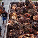 Huile de palme: la Malaisie va augmenter ses exportations vers la Chine