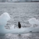 Antarktika’da araştırmacılara şort giydiren anormal sıcaklıkların nedeni belli oldu