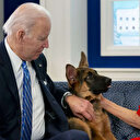ABD Başkanı Biden'ın köpeği Gizli Servis görevlisini ısırdı
