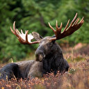 Suède: un élan bloque une ligne du métro de Stockholm