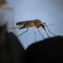 Burkina Faso: 89 cas confirmés de chikungunya dans le Centre-Est