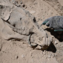 Türkiye'de bir ilk: Çavuştepe Kalesi'nde çenesinde bronz gem olan at iskeleti bulundu