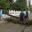 Nazilli'de kuvvetli rüzgar ve sağanak: Ağaçlar devrildi, yollarda su birikintileri oluştu