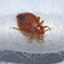 Fransa'nın başkenti Paris'i tahtakuruları bastı