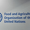 Après des interdictions d'exportation d'Inde, le riz au plus haut en 15 ans, selon la FAO