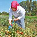 Kurutmalık domates projesi gelir kapıları oldu