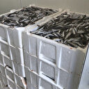 İstanbul'da balık boyu denetimi