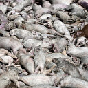 Inondations meurtrières en Grèce: les efforts des secours se poursuivent