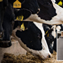 Bakan Yumaklı duyurdu: Hayvan ithalatını artık devlet yapacak