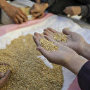 La pénurie de farine oblige les Palestiniens à moudre des aliments pour animaux pour faire du pain