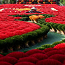 Au Vietnam, quand le "village de l'encens" se fait instagrammable