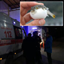 Hatay'da balon balığı faciası: Yedi kişilik aile zehirlendi