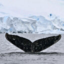 L'Antarctique menacé à son tour par les microplastiques