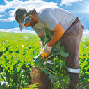 Sukkar Şeker üretim rekoru kırdı